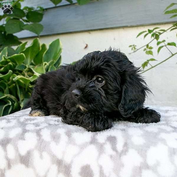 Kalie, Shih-Poo Puppy
